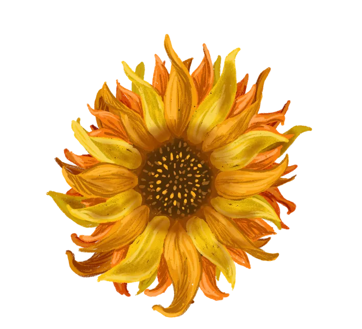 Sunflower_PNG_.png