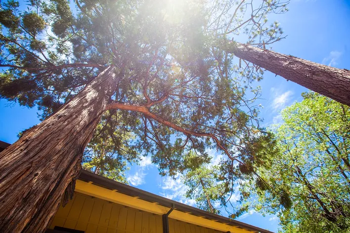 Tahquitz trees.jpg