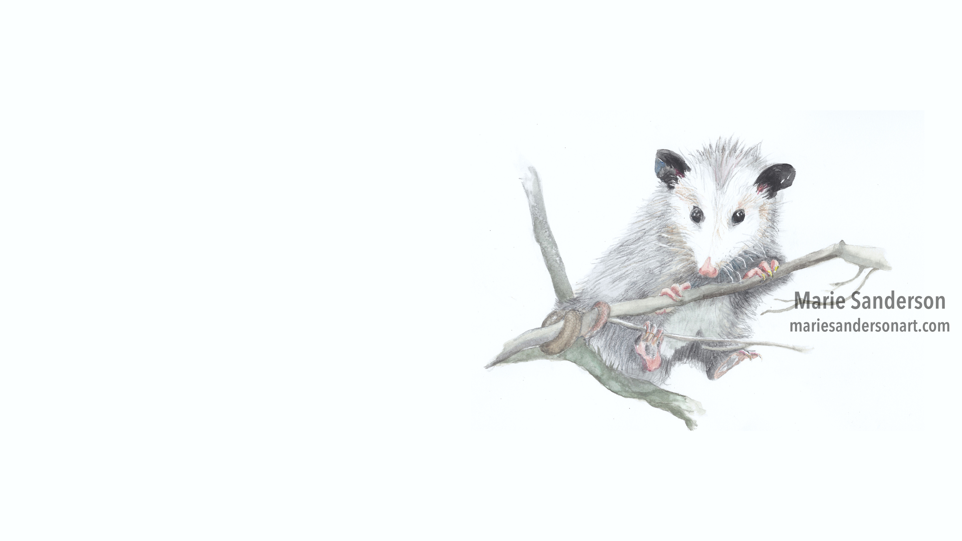 Marie Sanderson Possum card (wider for baner) (credit).jpg