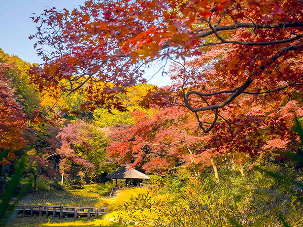 Meiji jingu forest.jpg